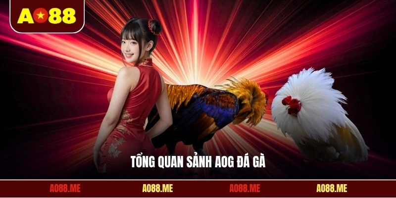 Tổng quan sảnh AOG đá gà
